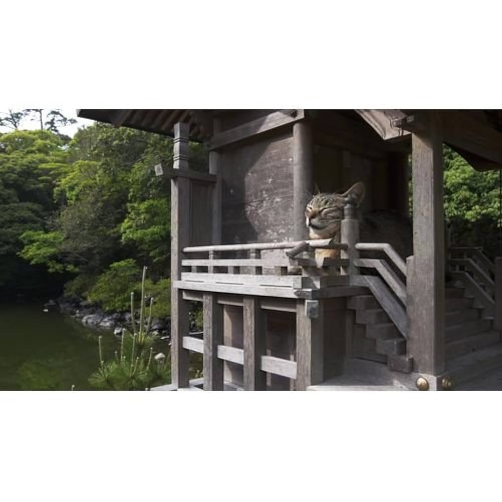岩合光昭の世界ネコ歩き 瀬戸内海 51Rn7kU4x7L._AC_UL210_SR210,