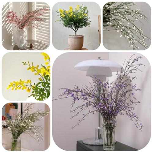 semi di ginestra to perenni di ginestra decorazione da giardino per esterni, tappeto per luoghi soleggiati selvatici da balcone, 125pcs