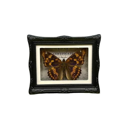 1Pcs Real Butterfly Framed Handmade, Taxidermy Butterfly Shadow Box Collection, Framed Butterfly Taxidermy for Oddities and Curiosities Gifts Tabletop Ornaments (#14-butterfly Specimen+photo Frame)