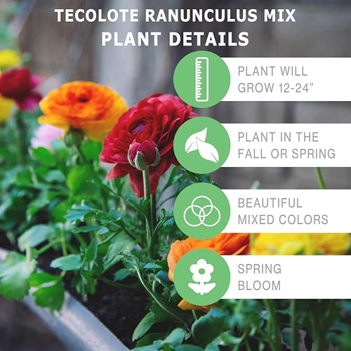 Mixed Tecolote Ranunculus - 20 Bulbs