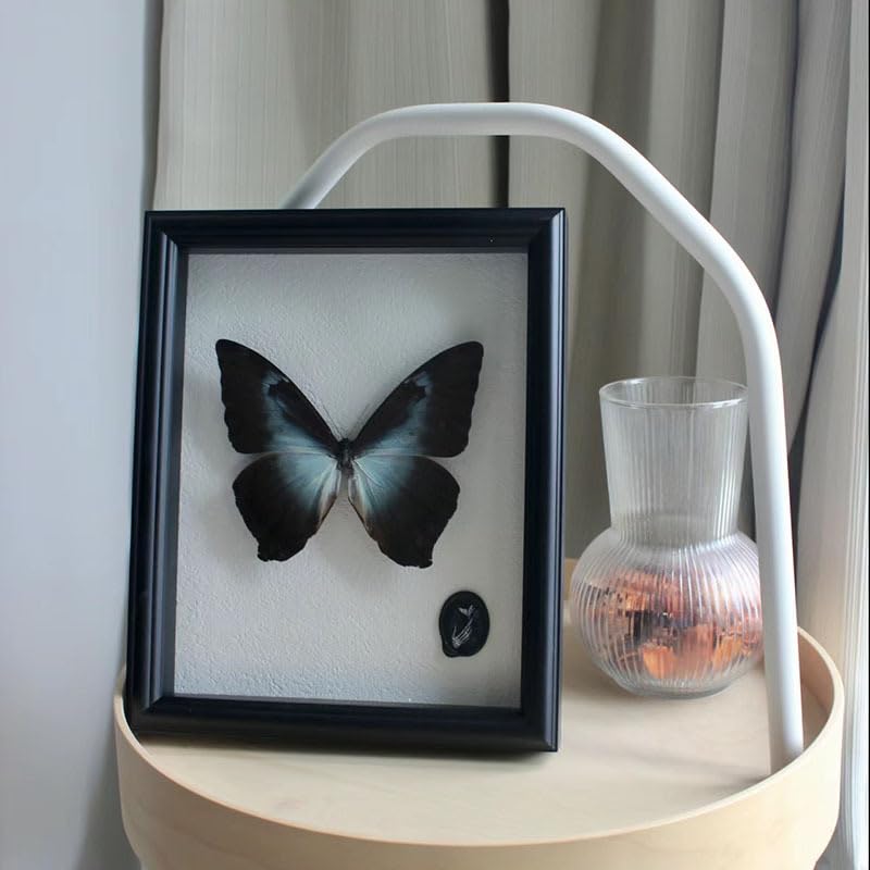 Image of Butterfly Specimen Kit Includes pins, mounting Board, Spreading Tools, Display case, Labels, Forceps, Preserving and showcasing Butterfly specimens.Shadow Boxes (BIACK-01) (WHITE-01)