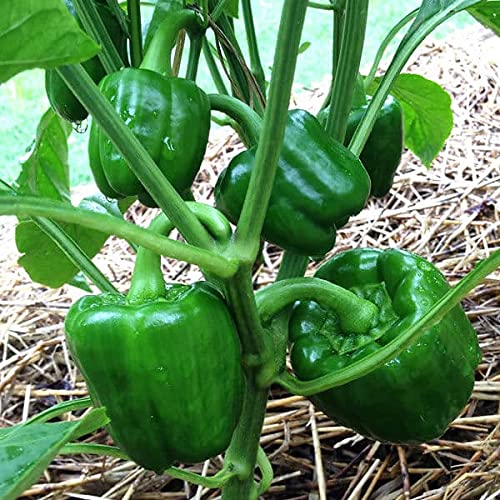 Golden Hills Farm Hybrid Green Capsicum Vegetable F1 Hybrid shimla mirch 50+ seeds (B095N83XZH) Amazon Price History, Amazon Price Tracker