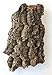Jelinek Cork Group Virgin Cork Bark Flat - Medium