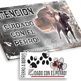cane corso gris bebe 