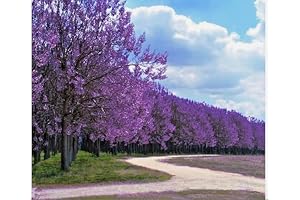 Paulownia: the Empress of Fast-Growing Trees with 50 Royal Seeds