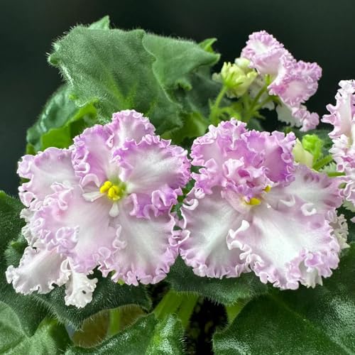 Semi di violetta africana rampicanti resistenti, biologici di violetta africana rare, decorazione soggiorno da giardino, 70pcs