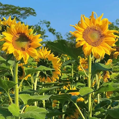 semillas de girasol, Helianthus annuus, regalos para los amantes del jardín resistentes 250pcs