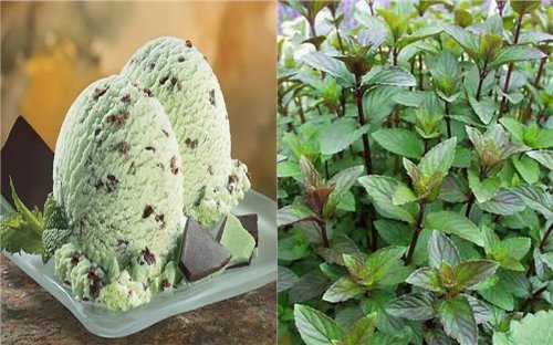 HEIRLOOM NON GMO Chocolate Mint 50 seeds (Smells like Choc. Mint Ice Cream)