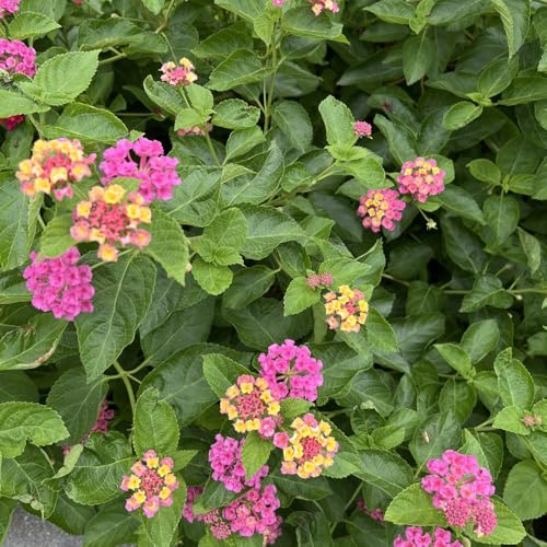lantana de jardín decoraciones de jardín para exteriores balcón invernadero comprar semillas perennes resistentes para pleno sol trepadoras resistentes 200pcs