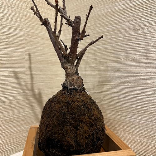『Sauti ya Bonsai – Safari ya Utulivu kutoka Japani Utalii wa Japani』のカバーアート