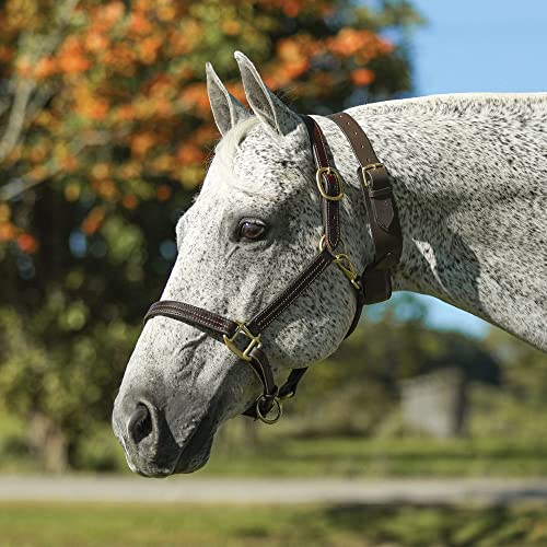 Schneiders French Style Cribbing Collar | European Leather | Covered Steel Plate Design | Adjustable Size | Brass Roller Buckle | Ideal for Preventing Wind Sucking