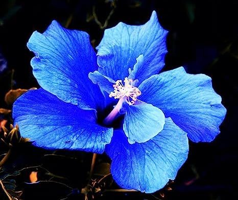 Matri Bhumi Blue Hibiscus Flower,Nil Jaba Flower Rosemallow Gudhal Flower Healthy Live Plant (Austrilan Variety) Pack of 1. (B0CBL11HD9) Amazon Price History, Amazon Price Tracker