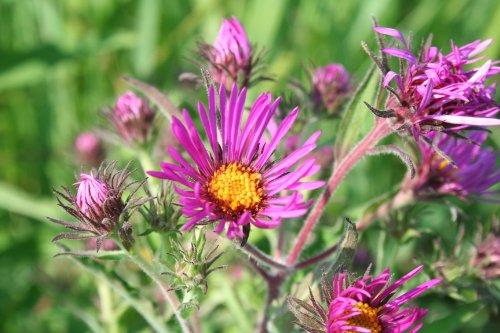 New England Aster (Aster novae-angliae), Seed Packet, True Native Seed New England Aster (Aster novae-angliae), Seed Packet, True Native Seed