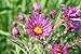 New England Aster (Aster novae-angliae), 620 Certified Pure Live Seed, True Native Seed