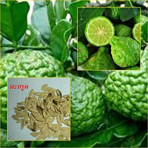 Citrus Hystrix 30 Semillas Kaffir Lime para Plantar de Tailandia