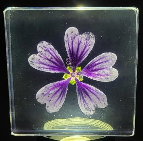 Image of 2.9 inch Real Purple Common Mallow Malva Sylvestris Flower in Crystal Clear Lucite Resin Paperweight Specimen Botanist Herb Herbarium Crafts Collection for Botany Science Education & Desk Ornament Display