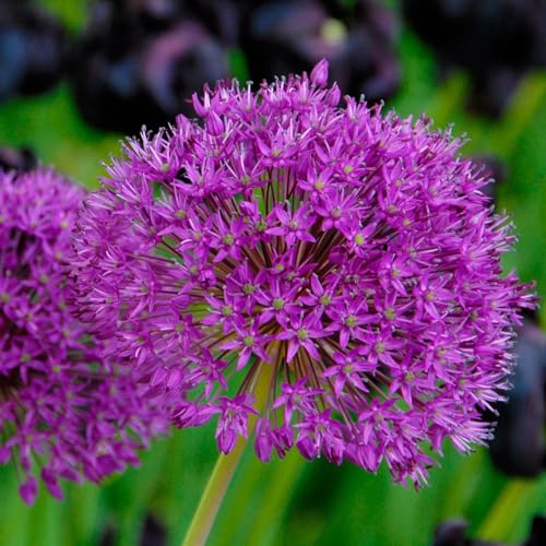 Votaniki Purple Sensation Premium Large Bulbs 12 Pack