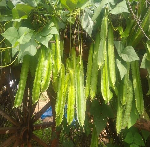 Fresh 100pcs Green Winged Beans Vegetable Seeds