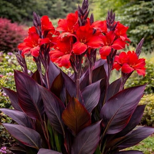 3 Black Knight Canna Lily Bulbs for Planting Deep Red Blooms with Dark Burgundy Foliage Tall Tropical Summer Flowers 3 Premium Rhizomes