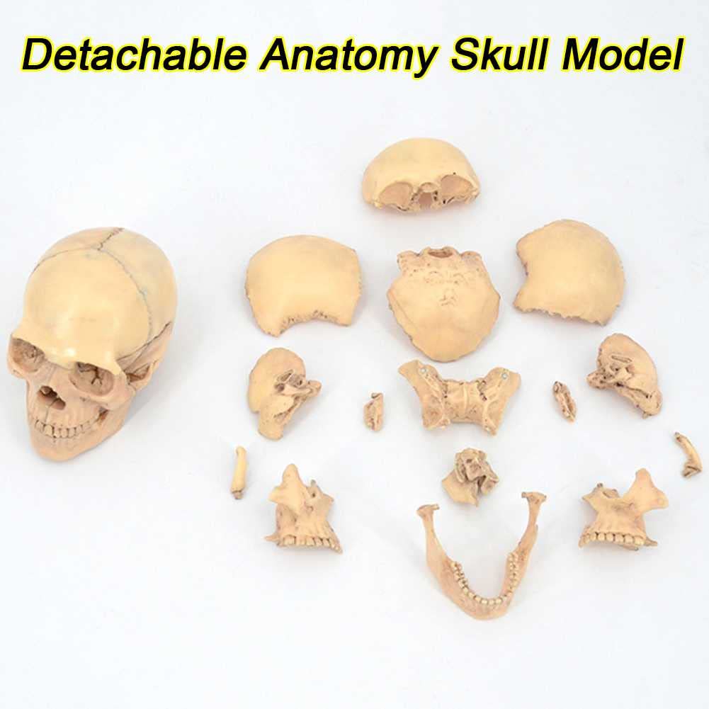 Modelo de enseñanza, modelo de cráneo humano 1:2 para anatomía, modelo de anatomía de cráneo desmontable de PVC con 15 piezas de ensamblaje y manual de descripción de huesos y detalles precisos, model