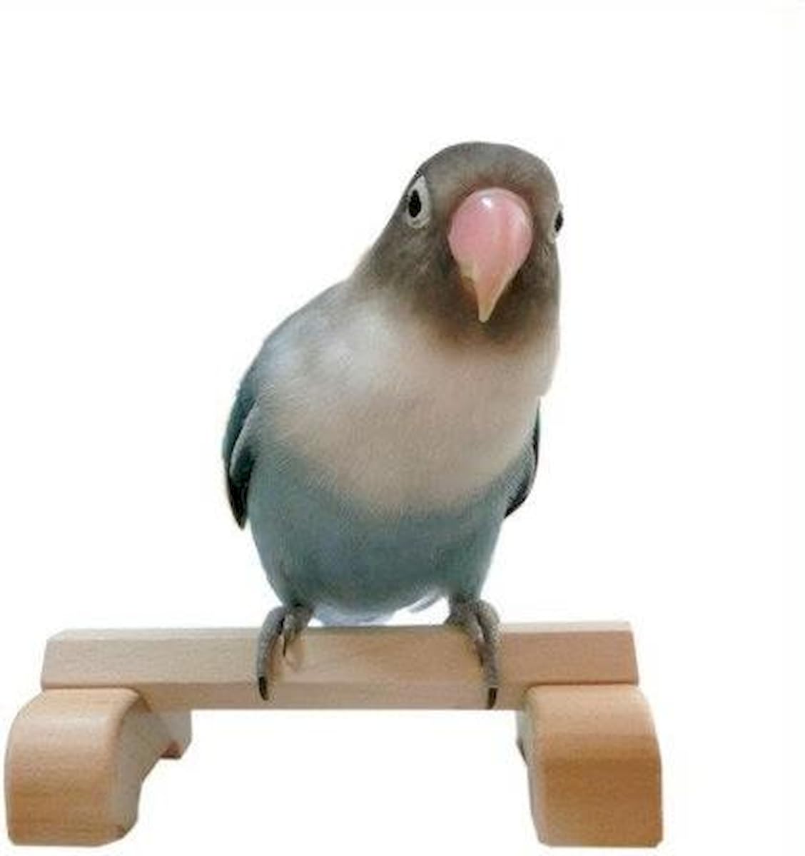 幼鳥、病鳥、老鳥3（スリー）セット♪