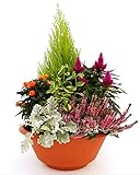 POWERS TO FLOWERS