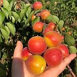 Semillas de albaricoque, Prunus armeniaca, jardín de Comprar semillas de albaricoquero, semillas de para jardin raras variedades antiguas 5pcs