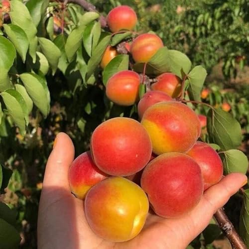 Semillas de albaricoque, Prunus armeniaca, jardín de Comprar semillas de albaricoquero, semillas de para jardin raras variedades antiguas 5pcs