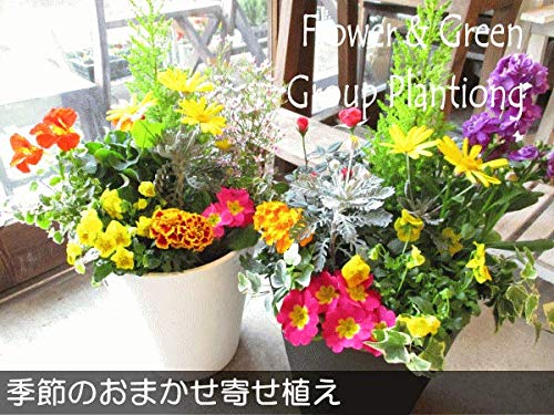 Amazon｜季節のおまかせ寄せ植え セラアート長鉢植え 8号鉢サイズ 鉢色