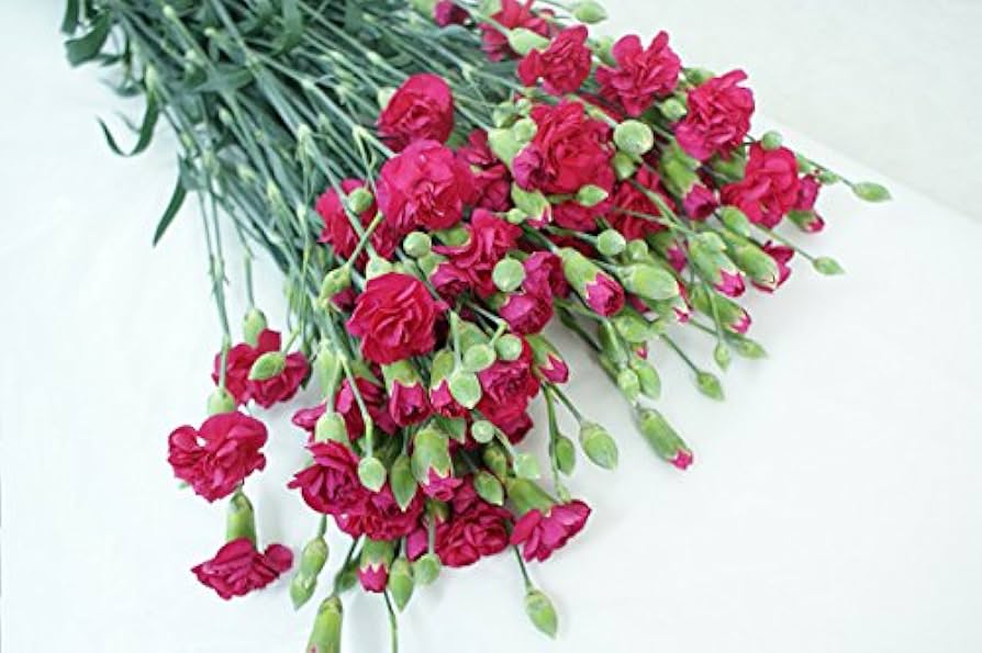 カーネーションさん専用 生花】国産SPカーネーション アフォガード(ベージュピンク系