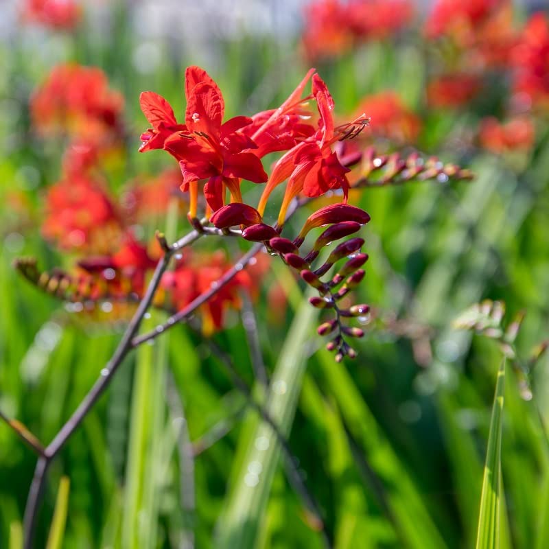 6x Montbretia 'Lucifer' - Crocosmia ‘Lucifer’ - Godet 9x9cm