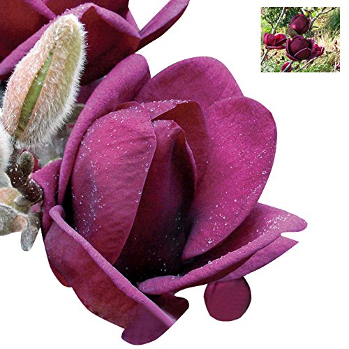 Nema Rare Genie Dark Red Yulan Magnolia Flower Seeds - 30 Pcs (B07BJBJZNW) Amazon Price History, Amazon Price Tracker