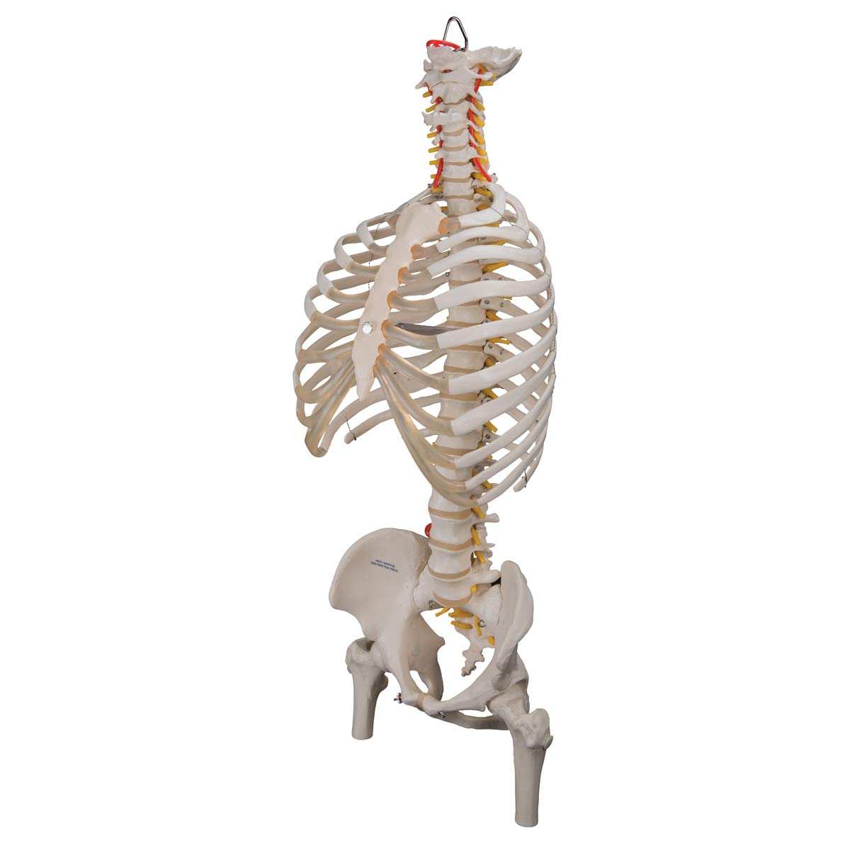 3B Scientific A56/2 Colonna Vertebrale Flessibile Classica, con Cassa Toracica e Tronchi del Femore + software gratuito di anatomia - 3B Smart Anatomy