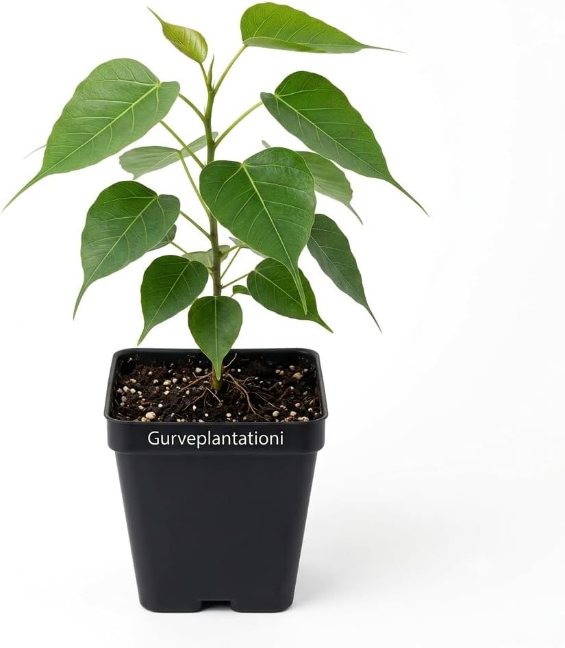 Peepal Tree Sacred Fig Bodhi Bo Ashwattha Pipal Ficus Religiosa Benghalensis Outdoor Ravi Peddha Ashwatha Arasa Maram Ashwattham Pippal Arayal Plant Live With Plastic Pot (Pack Of 1)