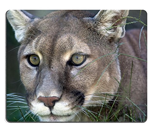 Gaming Tappetino Mouse Mountain Lion Concolor Laying In The Grass Stalking Its Prey Tappetini Per Il Da Gioco Ergonomico Lavabile Pad Per Pc Casa 25X30Cm