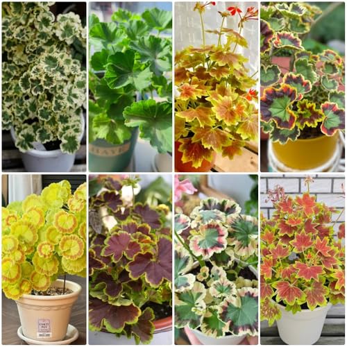 Semi di geranio - resistenti per il giardino Pelargonium hortorum - biologici vecchie varietà esotiche decorazione da giardino 100pcs