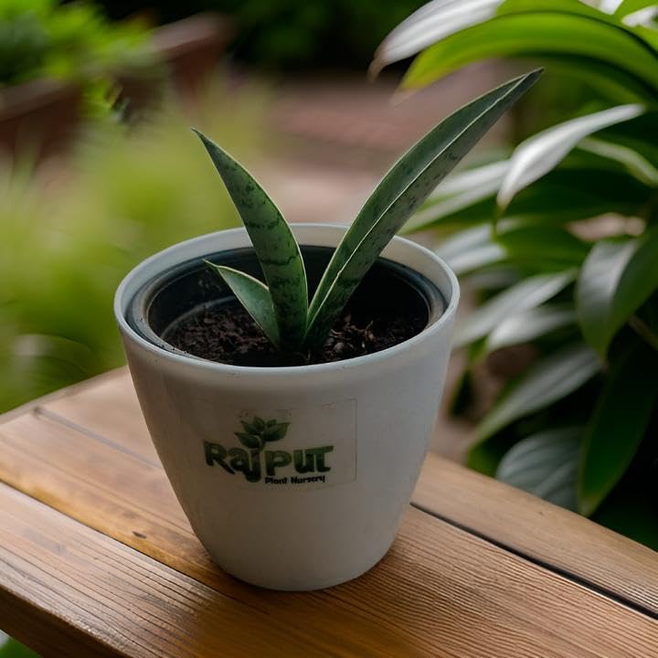 Rajput Plants | Trending Best Gifting option | Silver Steel Snake Plant |Eco-Friendly Gift in Stylish White Pot | Home & Office | Indoor | Garden & Outdoors|-image-6
