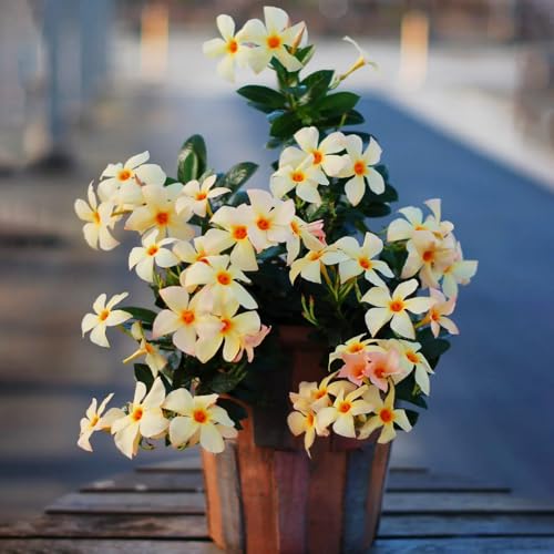 Mandevilla pflanze samen, dipladenia mandevilla, winterharte kübelpflanzen,Farbenprächtige winterharte pflanzen für garten,indoor garten garten geschenk,Dekorative Pflanzen blumensamen 200pcs