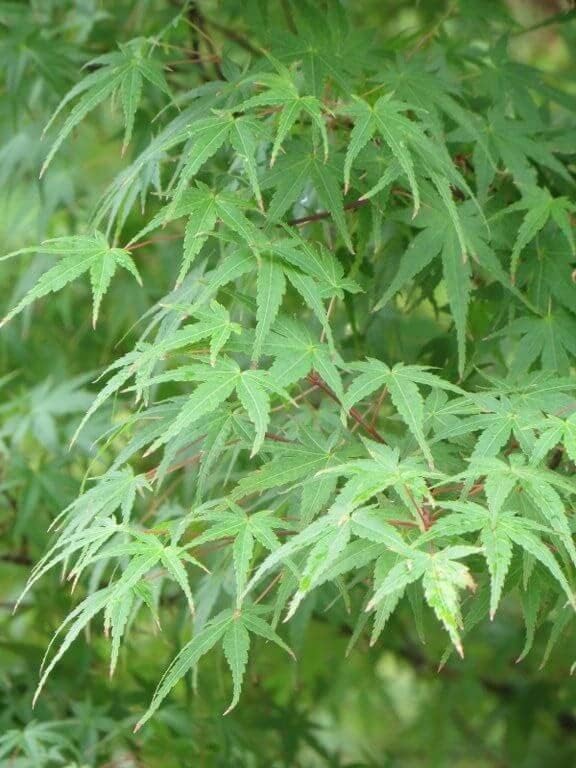 Green Japanese Maple Tree Green Leaf Acer Palmatum 2-3' in Height in an ABP Container