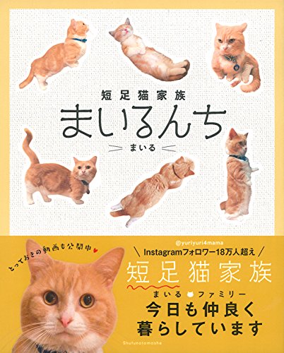 短足猫家族 まいるんち 短足猫家族 まいるんち