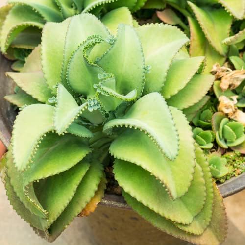 Kalanchoe Mother of Thousands Succulent Live Plant 2-4" Tall, in 2.5" Pot