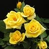 English Yellow Bush Rose