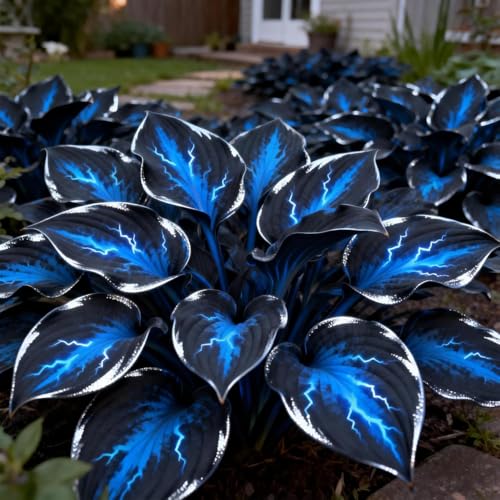 Midnight Blue Hosta with Colorful Foliage Mix 2 Tubers Kit Garden Decoration for Indoor/Outdoor Potted Planter