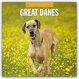  Great Danes – Deutsche Dogge 2026 – 16-Monatskalender: Original Red Robin Publishing Ltd-Kalender [Mehrsprachig] [Kalender] (Wall-Kalender)