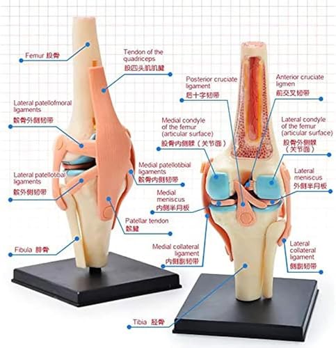 Modèles anatomiques 4D AMITD enseignement médical anatomie humaine corps