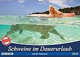Schweine im Dauerurlaub auf den Bahamas! (Wandkalender 2018 DIN A2 quer): Schwimmende Schweine auf den Exumas auf der Insel "Big Major Cay! ... [Kalender] [Apr 01, 2017] Stanzer, Elisabeth - Elisabeth Stanzer