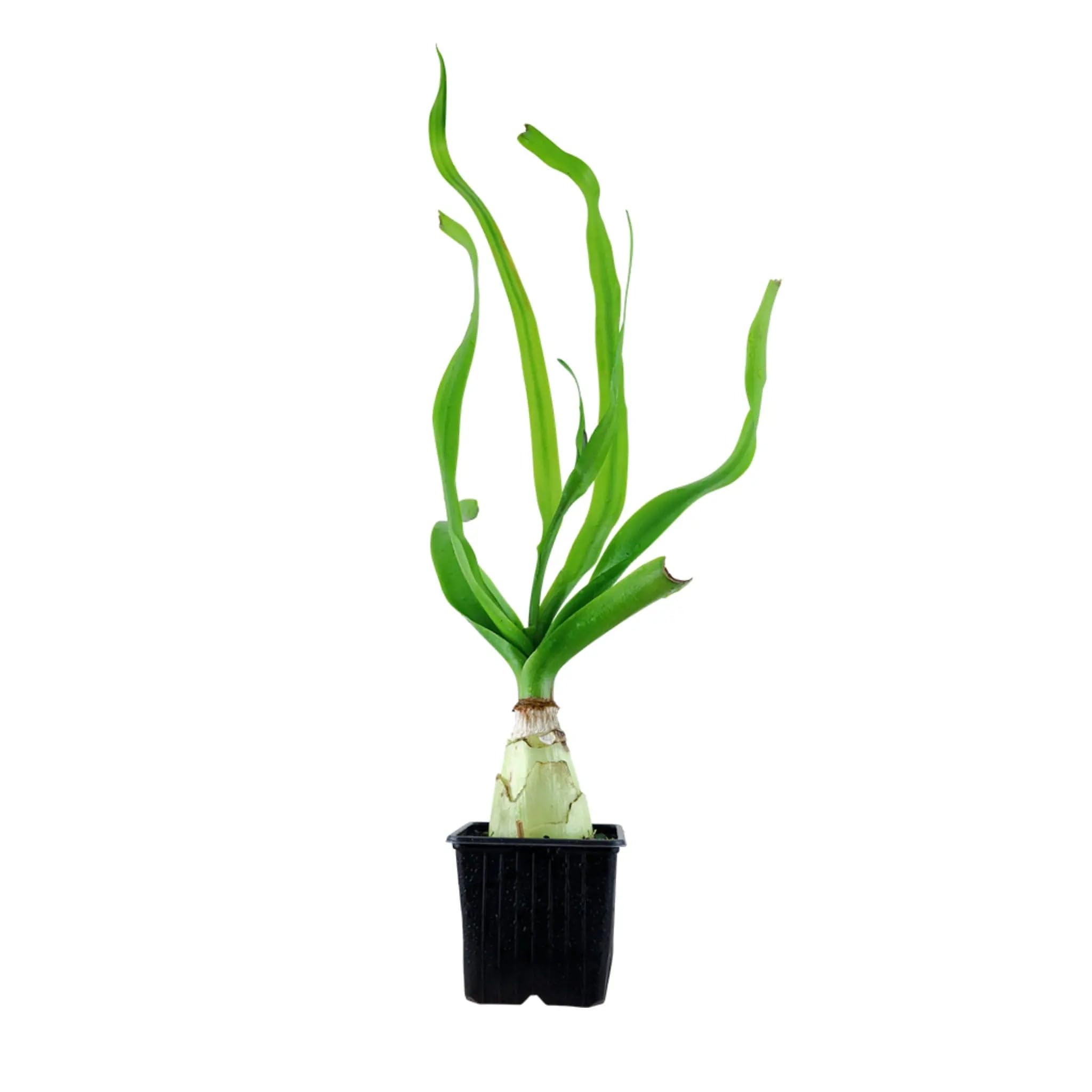 Aqua Essentials Crinum thaianum XL Pot