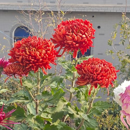 semi di crisantemo, balconi giardino resistenti biologici 150pcs