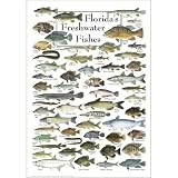 Vintage Freshwater Fish Poster, Florida Bass Gar Bluegill 