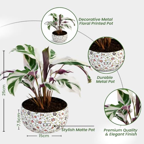 Image of Amulya Farms Indoor Plants for Home | Calathea White Fusion Live Plant with Premium Floral Print Metal pot | Air Purifying and Ornamental Plants for home, Living Room and Office Decoration